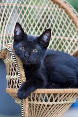 Black kitten lying on a wicker chair in France