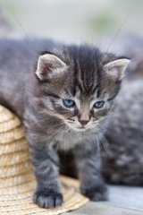 Tabby Kitten walking on a straw hat France