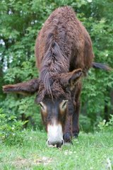 Ass's foal of Poitou in a meadow in the spring France