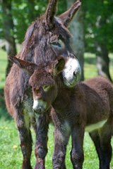Poitou she-ass and foal in a meadow France