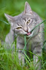 Tabby cat eating a stalk of grass France