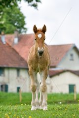 Comtoins foal in a meadow in the spring France