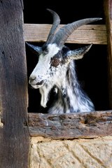 Goat race in Lorraine Ecomuseum Haute-Alsace France