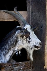 Goat race in Lorraine Ecomuseum Haute-Alsace France