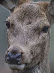 Portrait of a hind of Red deer in winter France