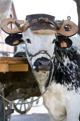 Oxen yoked Ecomuseum Vosges Haute-Alsace France