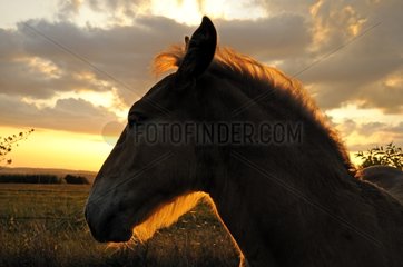 Portrait of Horse Comtois at dusk Franche-Comte France
