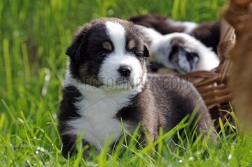 Australian Shepherd Puppies in the grass France
