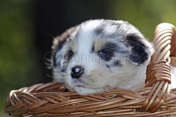 Australian Shepherd puppy in a wicker basket in France