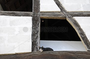 Cat resting on a beam of a timbered house France