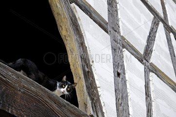 Cat on a beam of a timbered house France