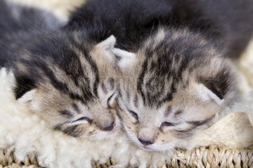 Tabby kittens older than one week France