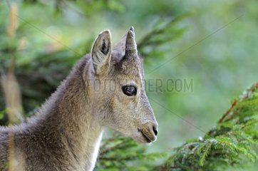 Young ibex Creux du Van Val-de-Travers Swiss Jura