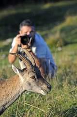 Photographer and ibex Creux-du-Van Jura Switzerland