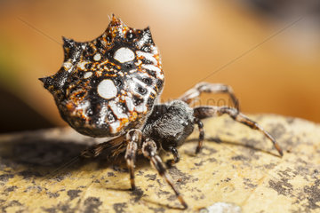 Thelacanta brevispina spider spinning its web - Indonesia