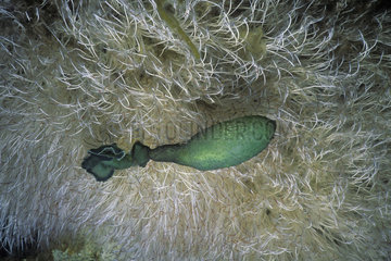 Green spoonworm - Mediterranean Sea