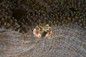 Anemone -Krabbe in seiner Wirtsee Anemonsulawesi Indonesien