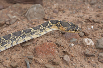 Horseshoe Whip Snake (Hemorrhois hippocrepis)  Morocco