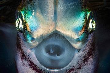Portrait of Bigfin reef squid (Sepioteuthis lessoniana) at night  Indian Ocean  Mayotte
