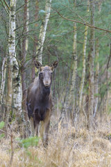 Moose (Alces alces) female  Europe