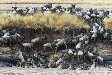 White-bearded wildebeest crossing the Mara River - Kenya
