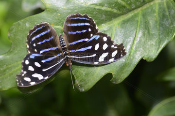 Blue wave (Ayscelia cyaniris) in a butterfly greenhouse  nymphalidae native to Costa Rica