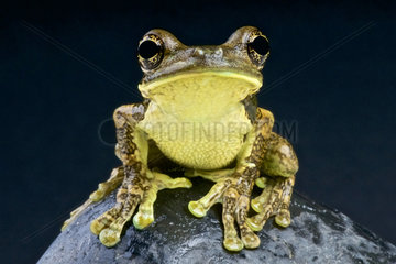Pepper tree frog (Trachycephalus venulosus)  Brazil