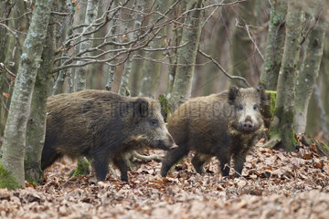 Wild boars undergrowth in autumn - Alsace France