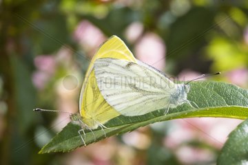 Coupling of Green-veined Whites on a leaf