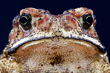 Porrait of Asian common toad (Duttaphrynus melanostictus)