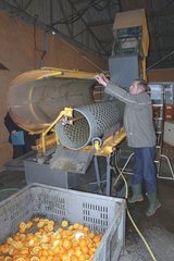 Extracting machine for Citrus fruits pips Corsica