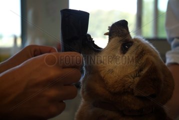 Pose of a muzzle on an aggressive adult dog France