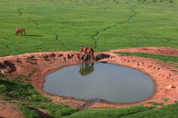 African elephants at the watering place East Tsavo Kenya