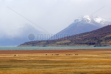 Peninsula Magallanes Patagonia Argentina