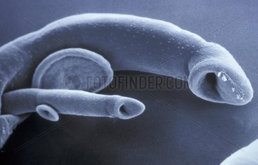 Couple de Schistosome en microcopie électronique à balayage