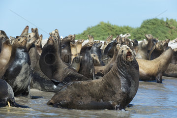 Colony of California Sea Lions on beach - Gulf of California