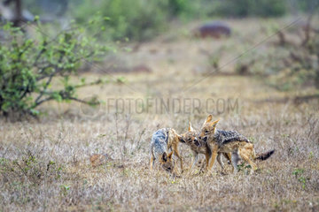 Black-backed jackal (Canis mesomelas) playing  Kruger national park  South Africa
