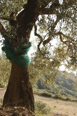 Olive Tree and his net of harvest around the trunk Italy