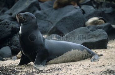 Galapagos Sea Lion beobachtet seinen Harem