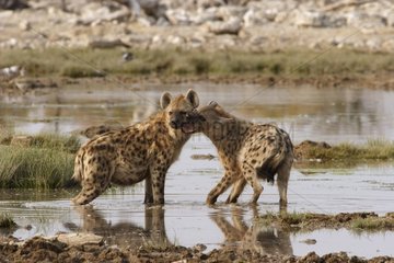 Meeting again of two Speckled Hyenas in water Etosha