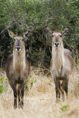Waterbuck s(Kobus ellipsiprymnus)  Kruger National park  South Africa