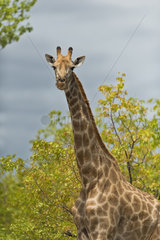 Giraffe (Giraffa camelopardalis) in savannah  Kruger  South Africa