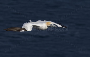 Northern Gannet (Sula bassanus) Bird in flight  Shetland  Spring  Hermaness