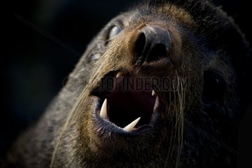 Portrait of a Northern Fur Seal in Alaska