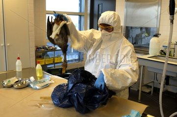 Seek virus H5N1 on a Duck mallard corpse
