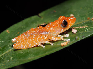 Cinnamon Frog - Tawau Hills Malaysia