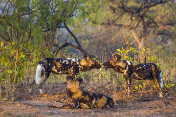 African Wild Dogs (Lycaon pictus) facing  Kruger National Park  South Africa