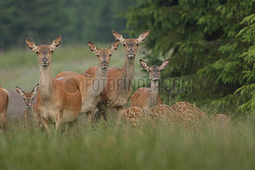 Red Deer (Cervus elpahus) hinds and fawns  Ardenne  Belgium