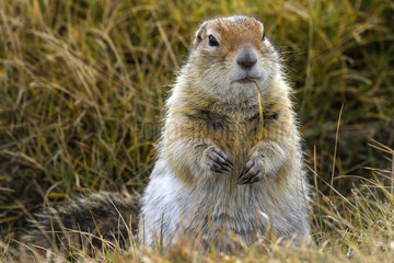 Arctic Ground Squirrel eating in tundra - Chukotka Russia