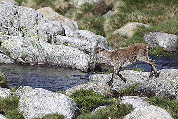 Young Spanish Ibex on a rock - Sierra de Gredos Spain